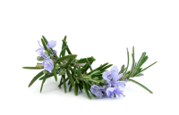 Rosemary