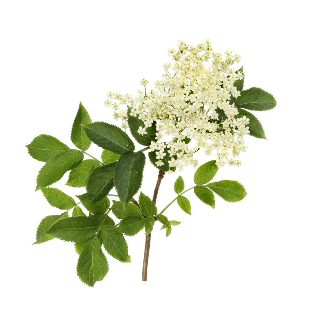 Elderflower Syrup