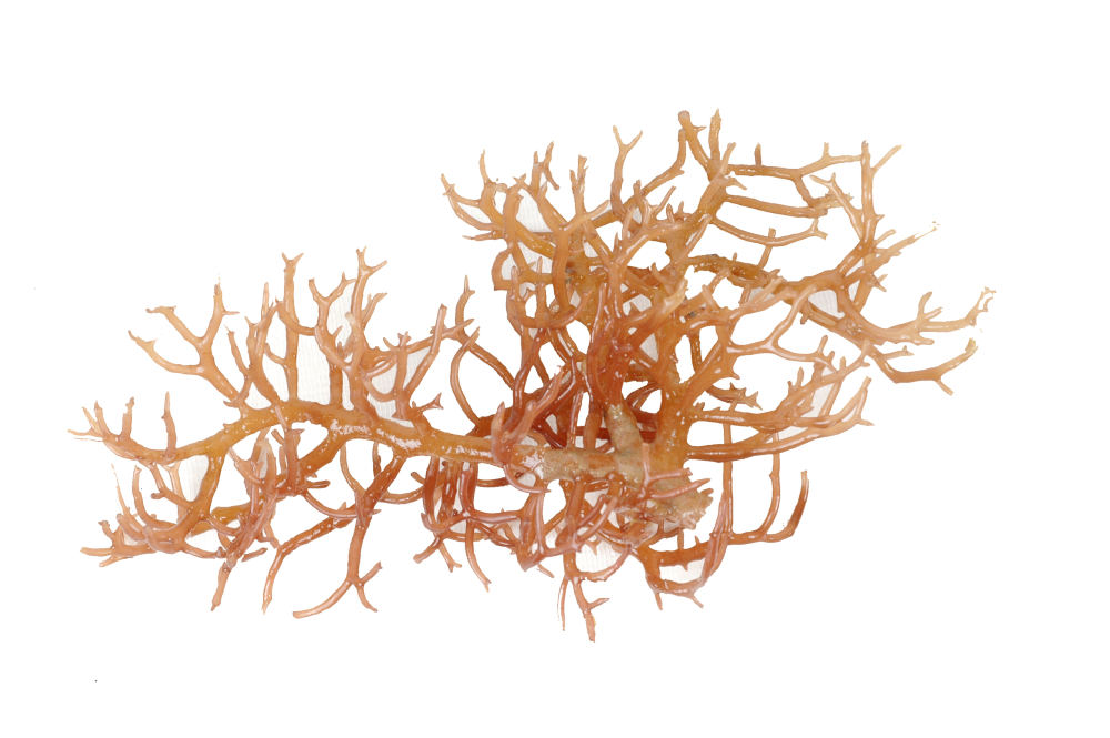 Seaweed