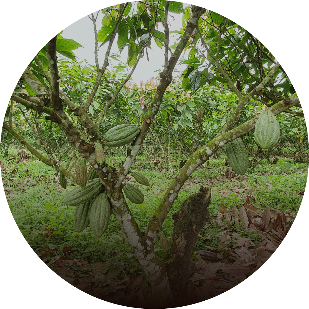 Trees Growing In A Jungle Of Greenary