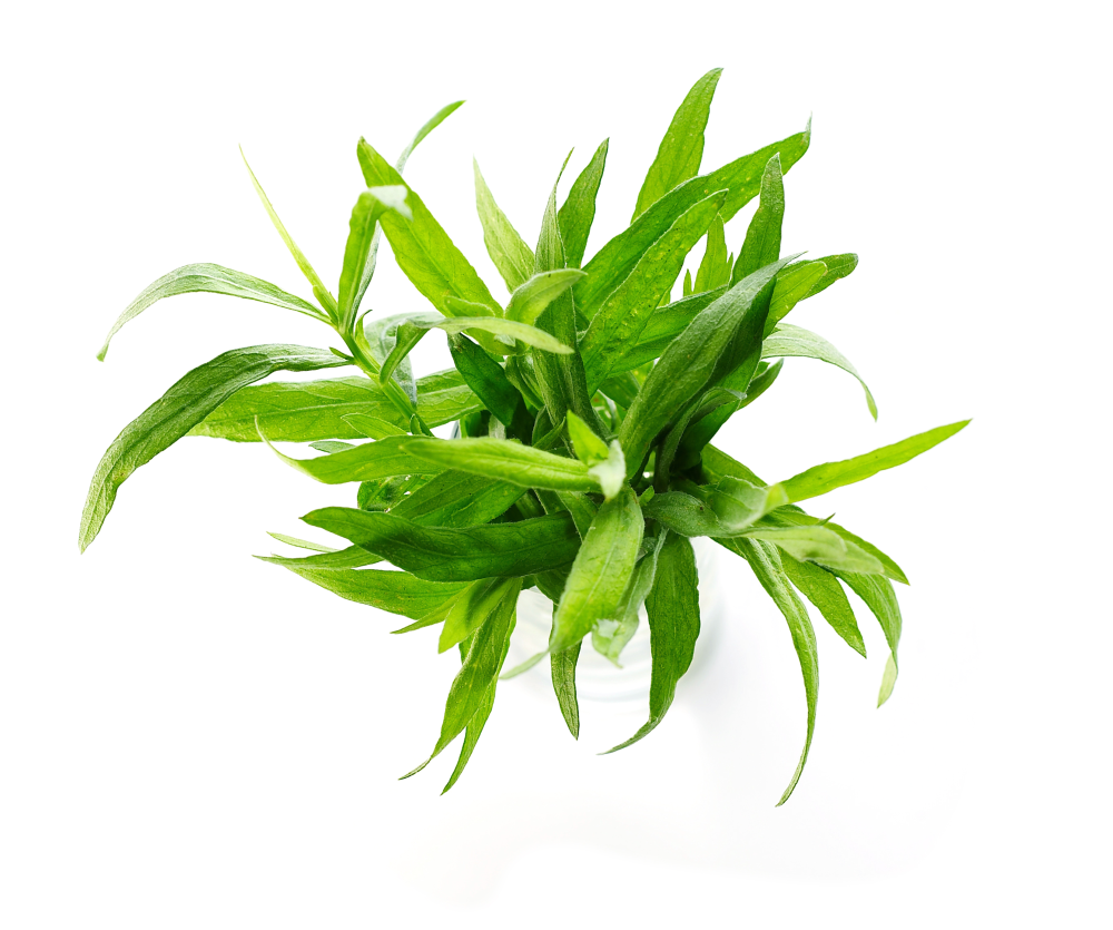 Tarragon