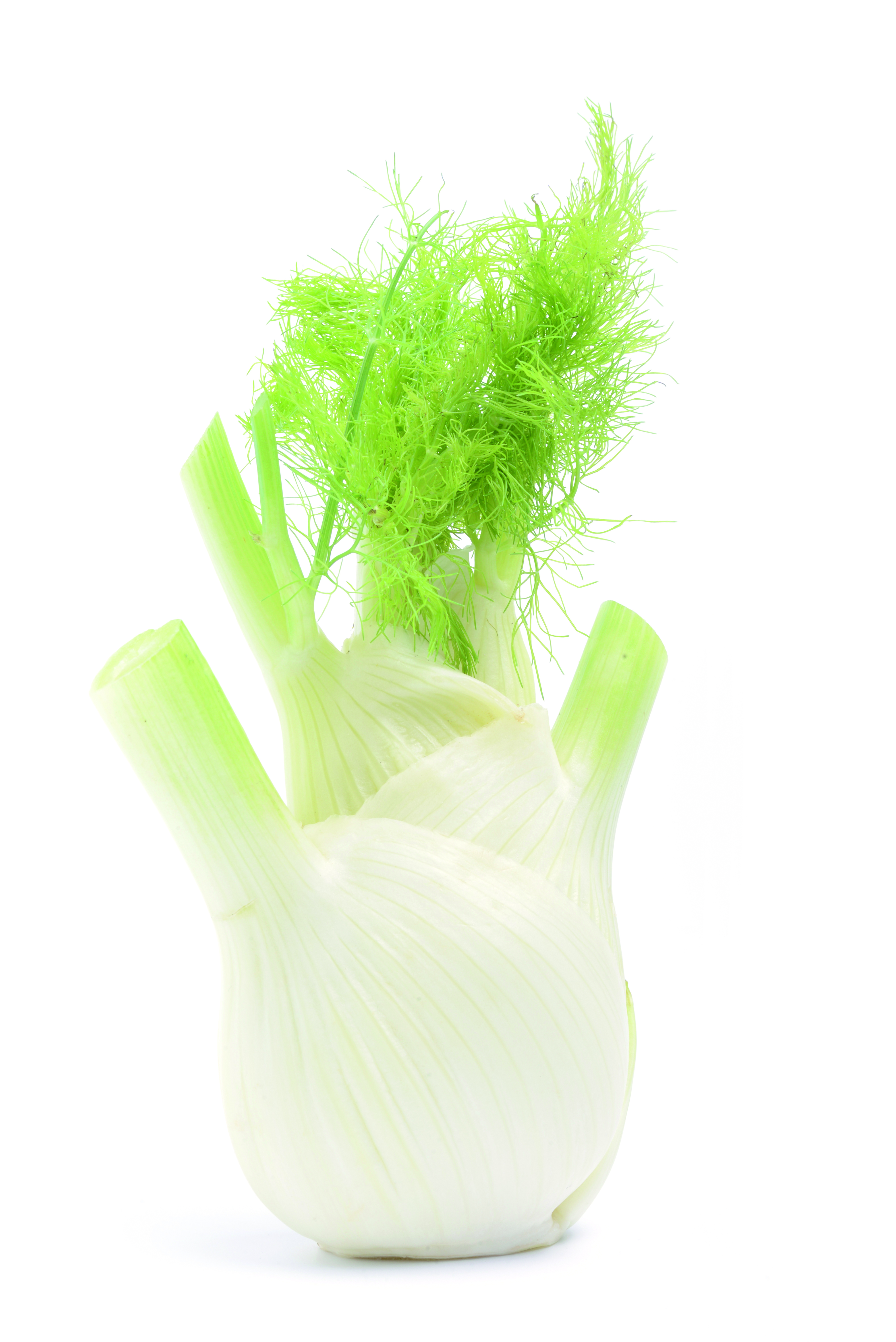 Fennel
