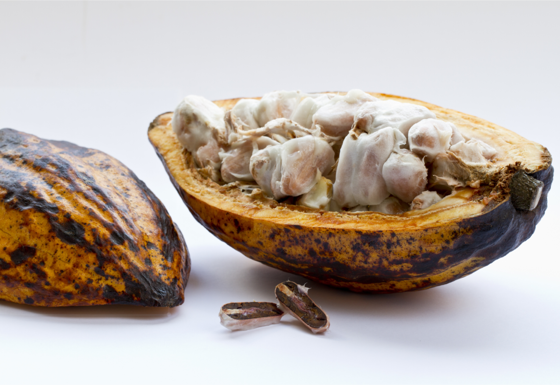 Inside of cocoa pod