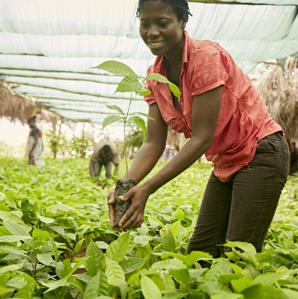 Cocoa Cultivation  Process
