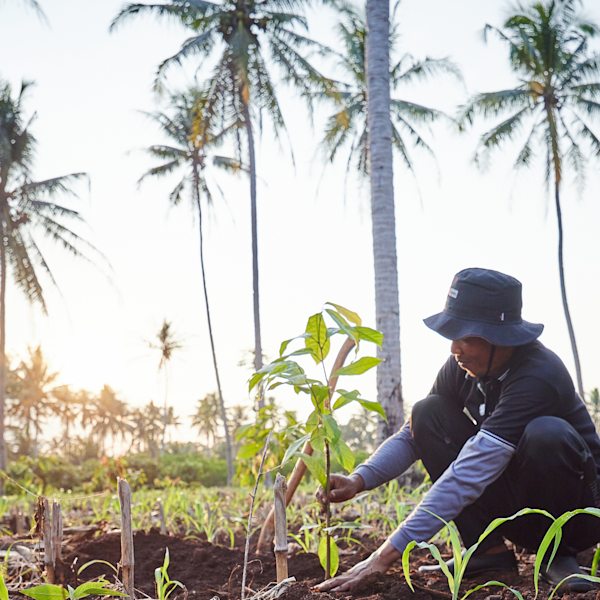 Cocoa Cultivation Farmer