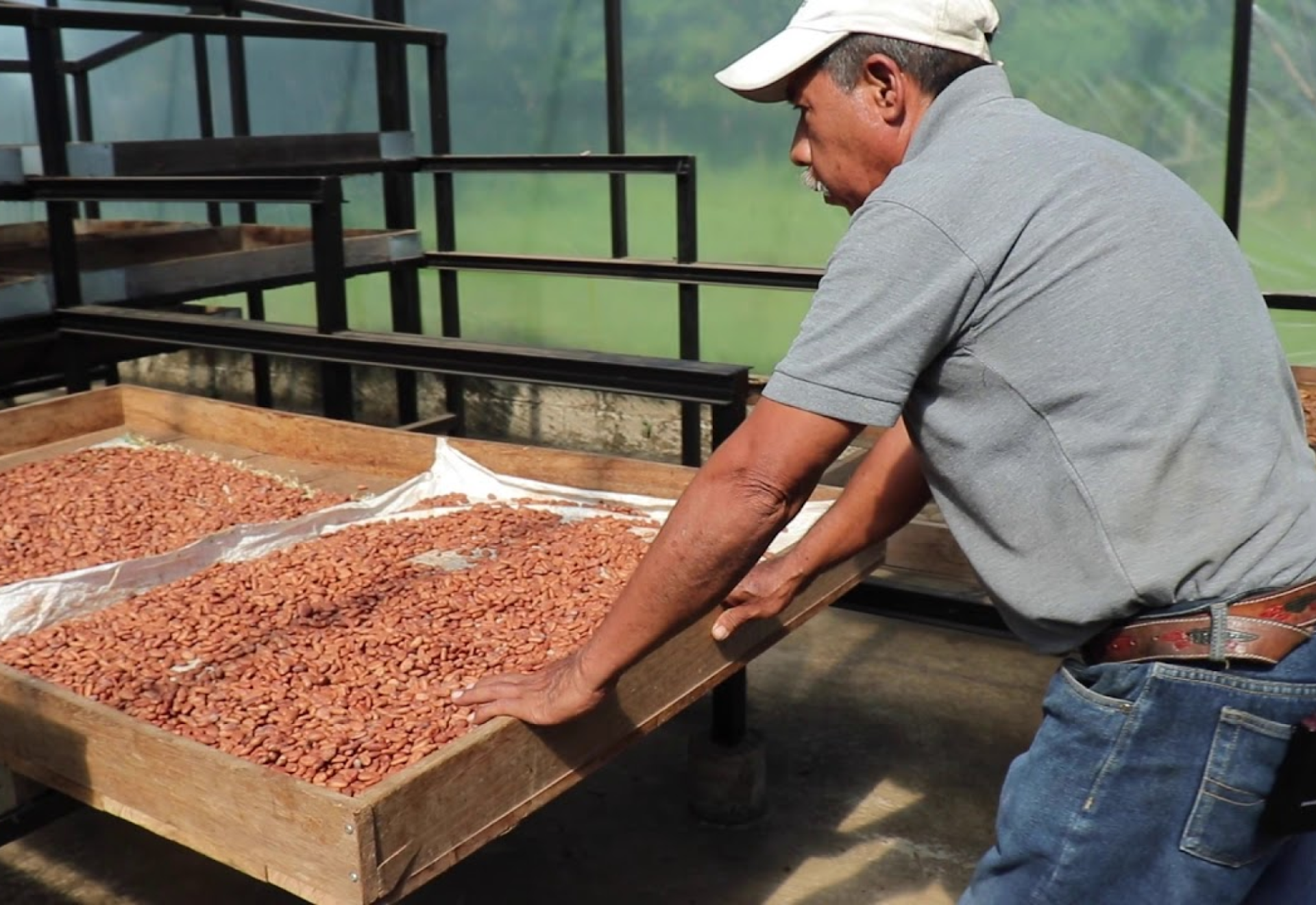 Man shaking trays of beans