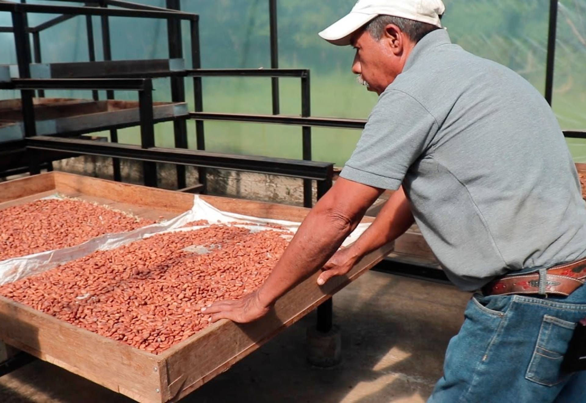 Man shaking trays of beans