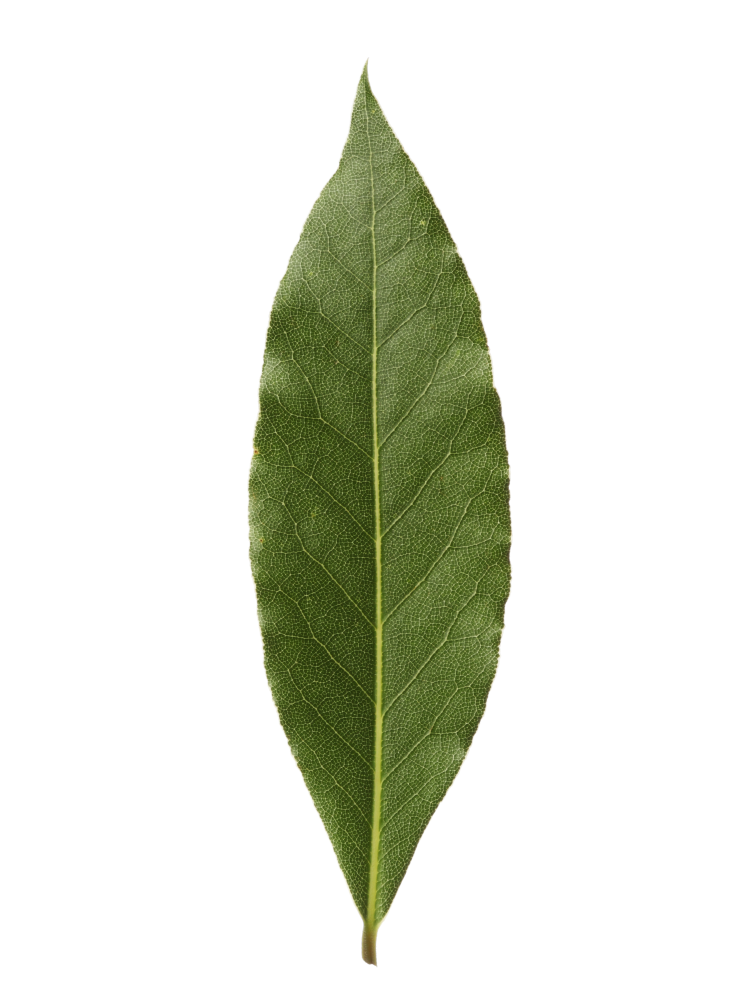 Bay Leaf