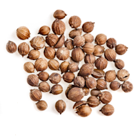 Coriander Seeds