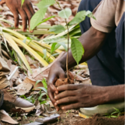 Man Planting A Cocoa Plant