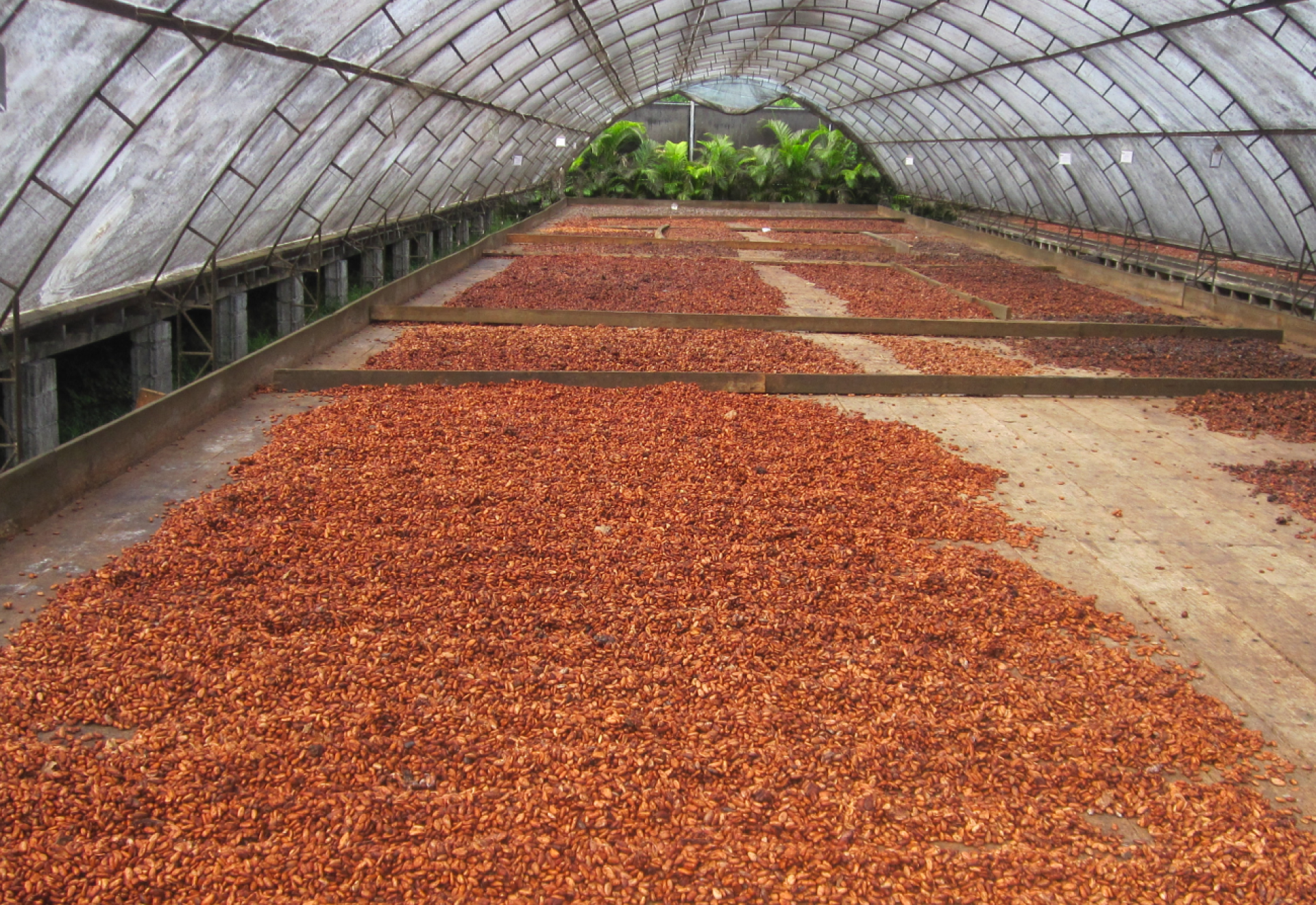 Beans on large mat in green house