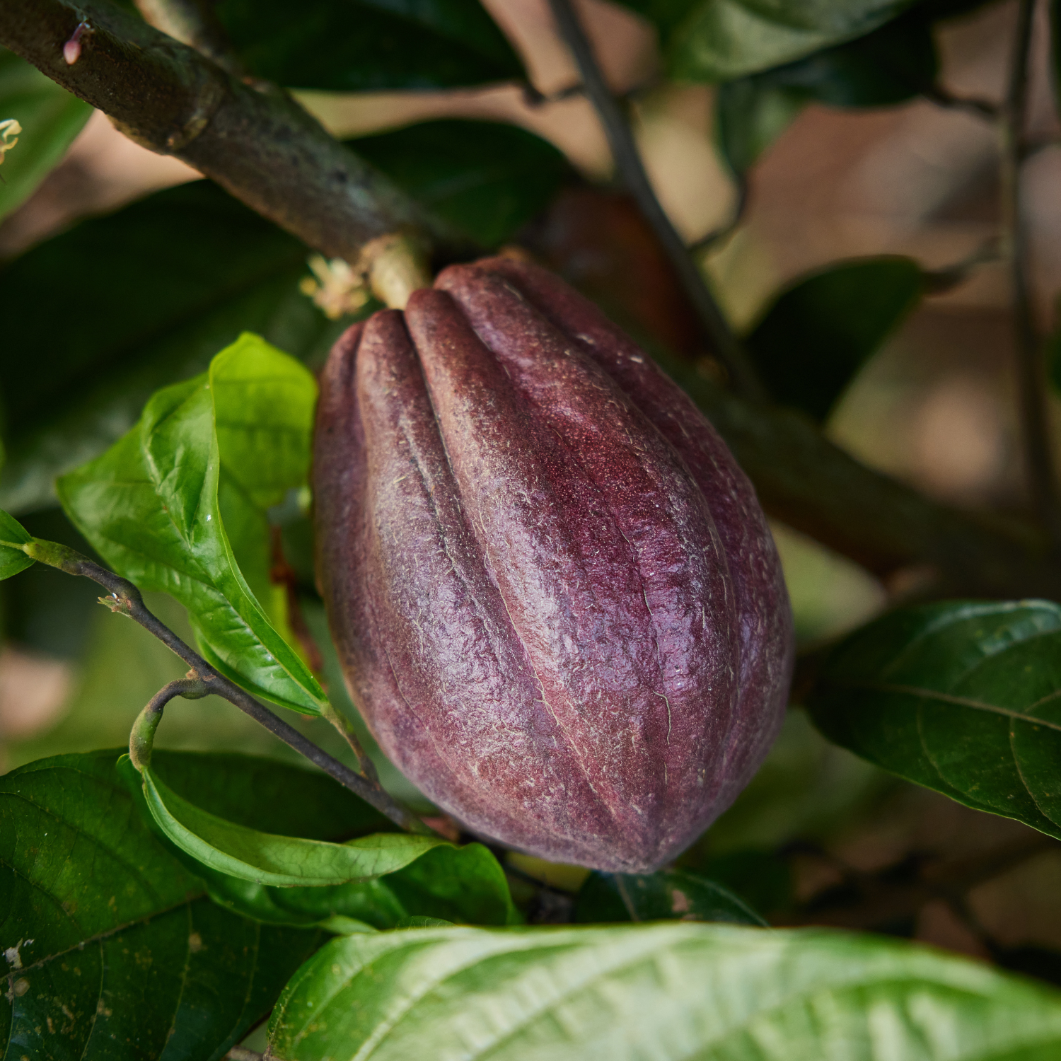 Cocoa Cultivation Farmer