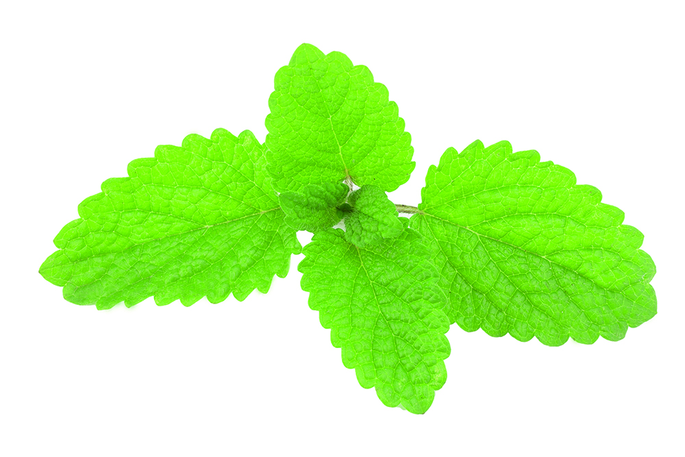 Lemon Balm