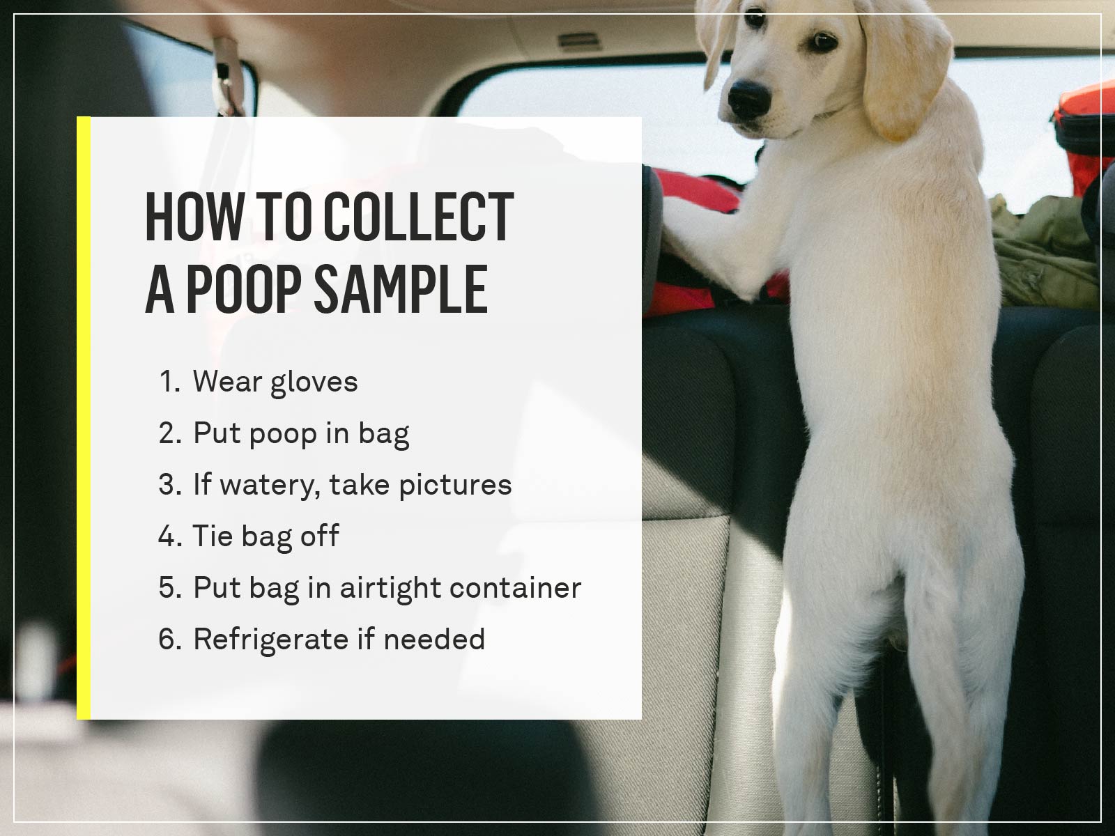 what can make dogs poop