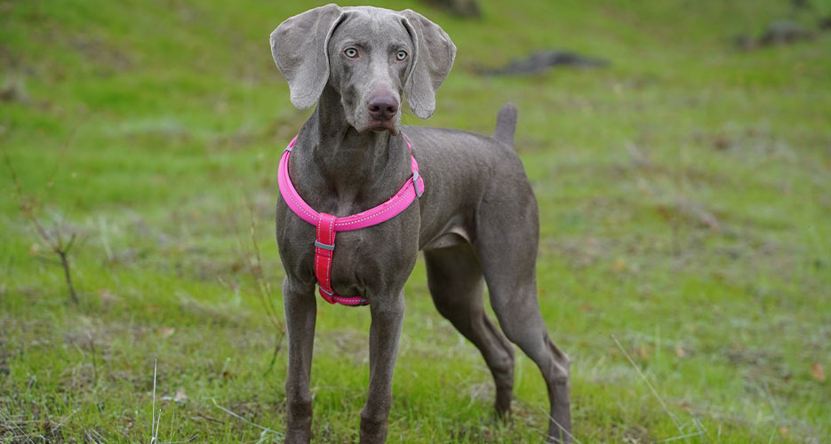 are weimaraners prone to cancer