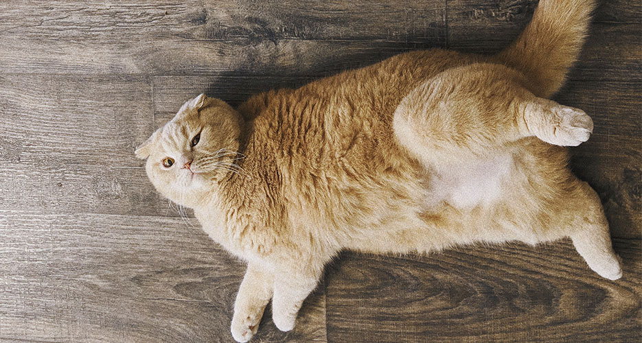 Easy Ways to Help Your Cat Lose Weight 