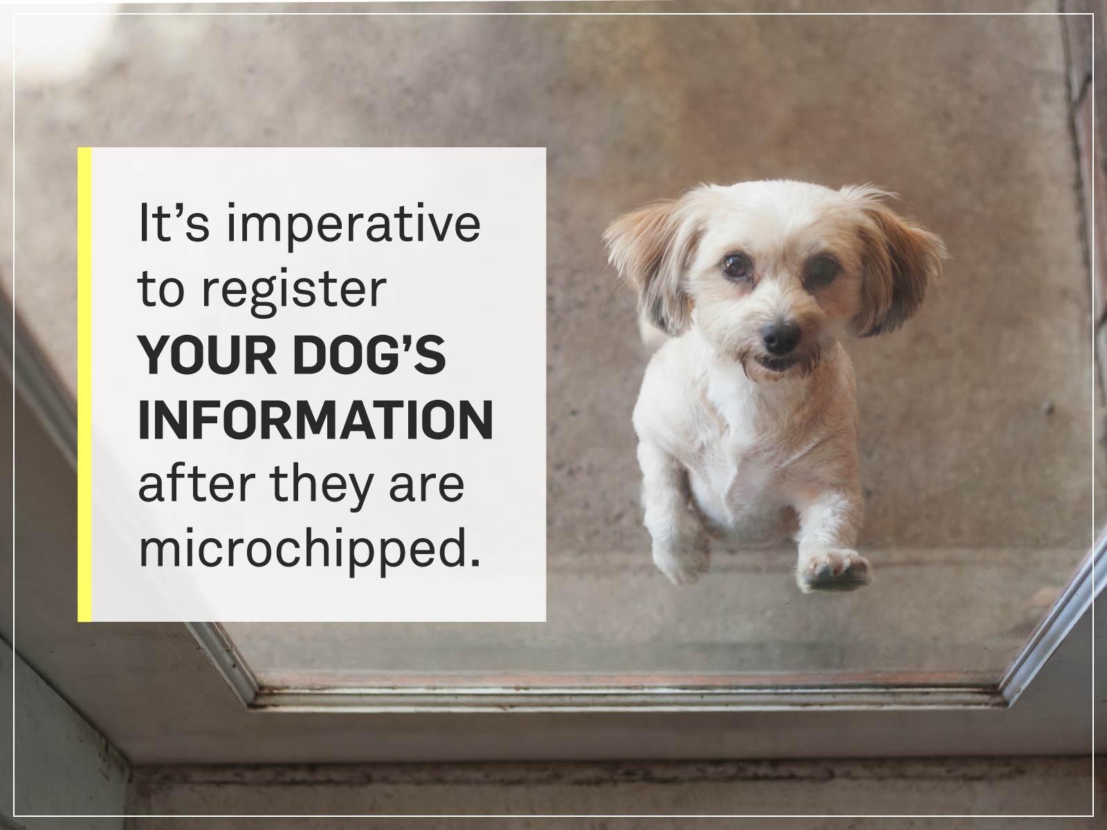 How Much Does it Cost to Microchip a Dog? Gallant