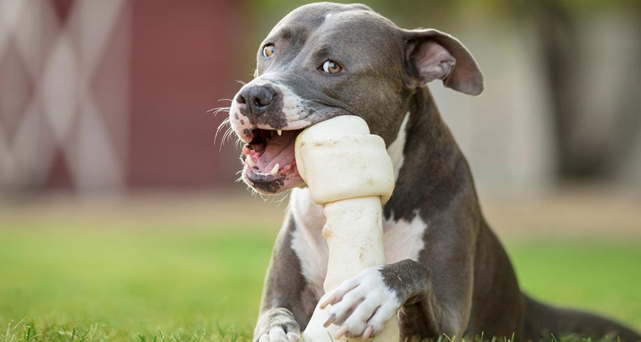 best type of bone for dogs