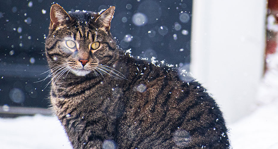 outdoor cats and cold weather