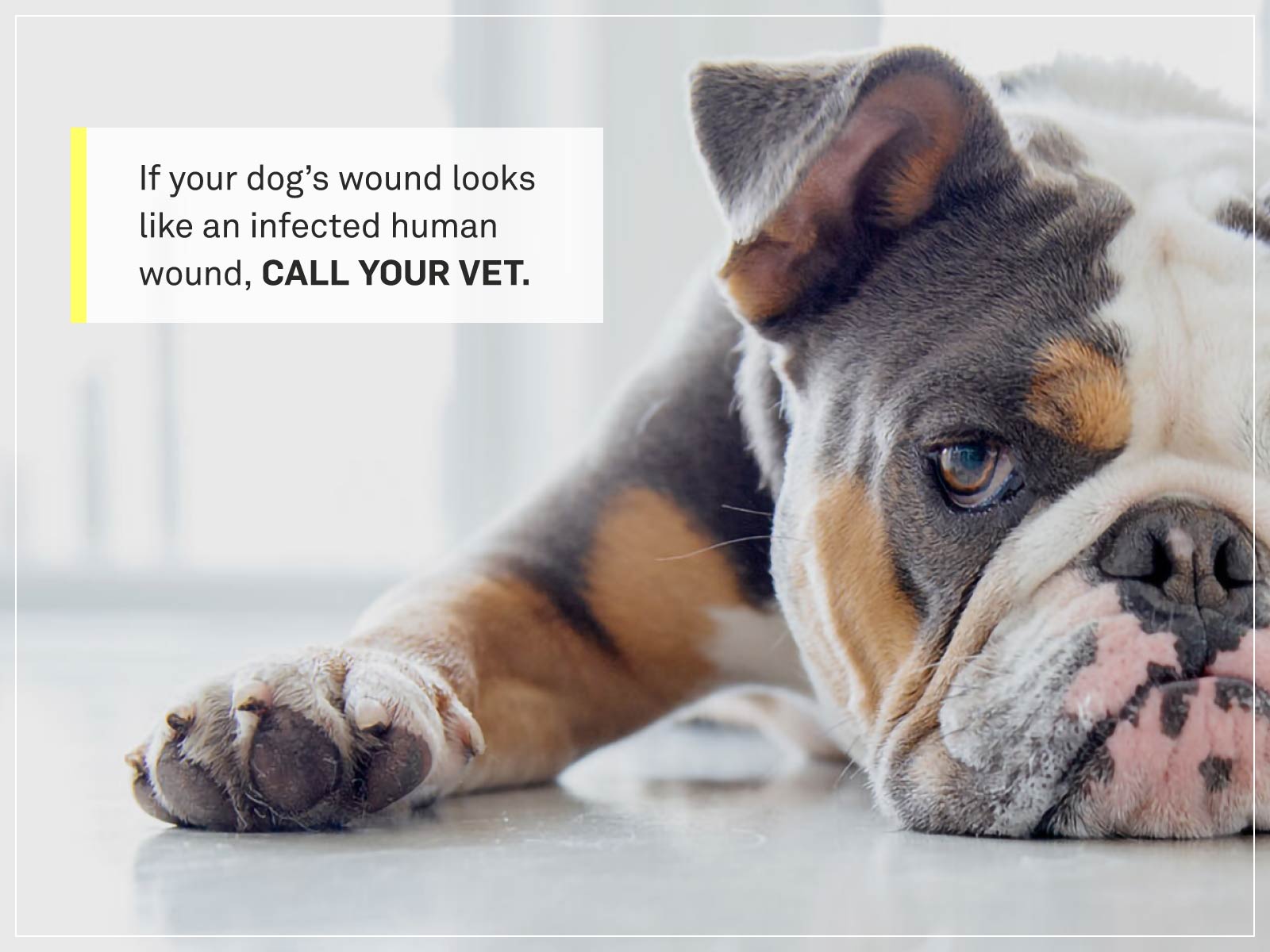 What Should A Spay Incision Look Like Everything You Need To Know