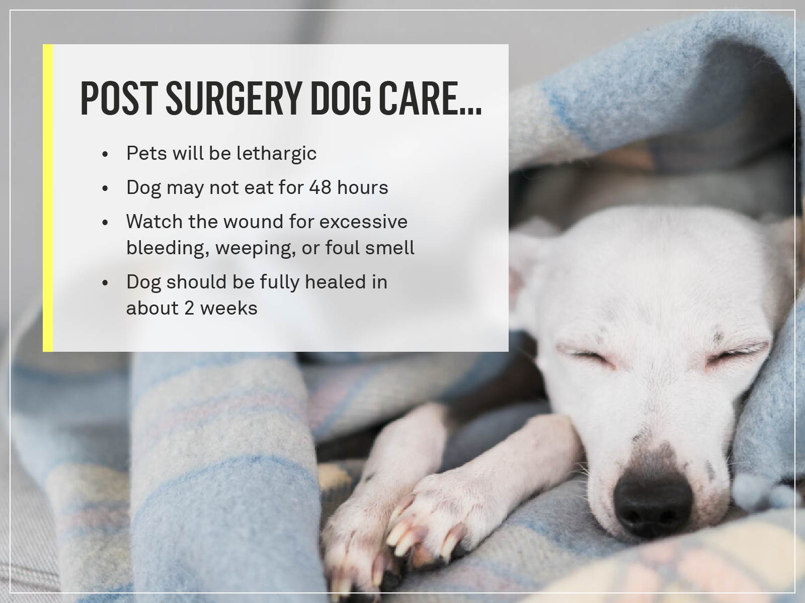 Female Dog After Spay Surgery