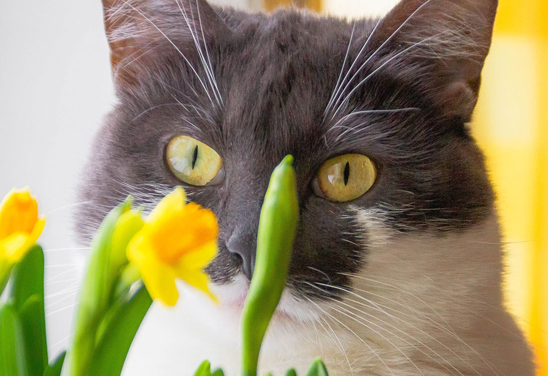 4 Ways To Get Your Cat To Stop Eating Your Houseplants Gallant,Indian Head Nickel No Date