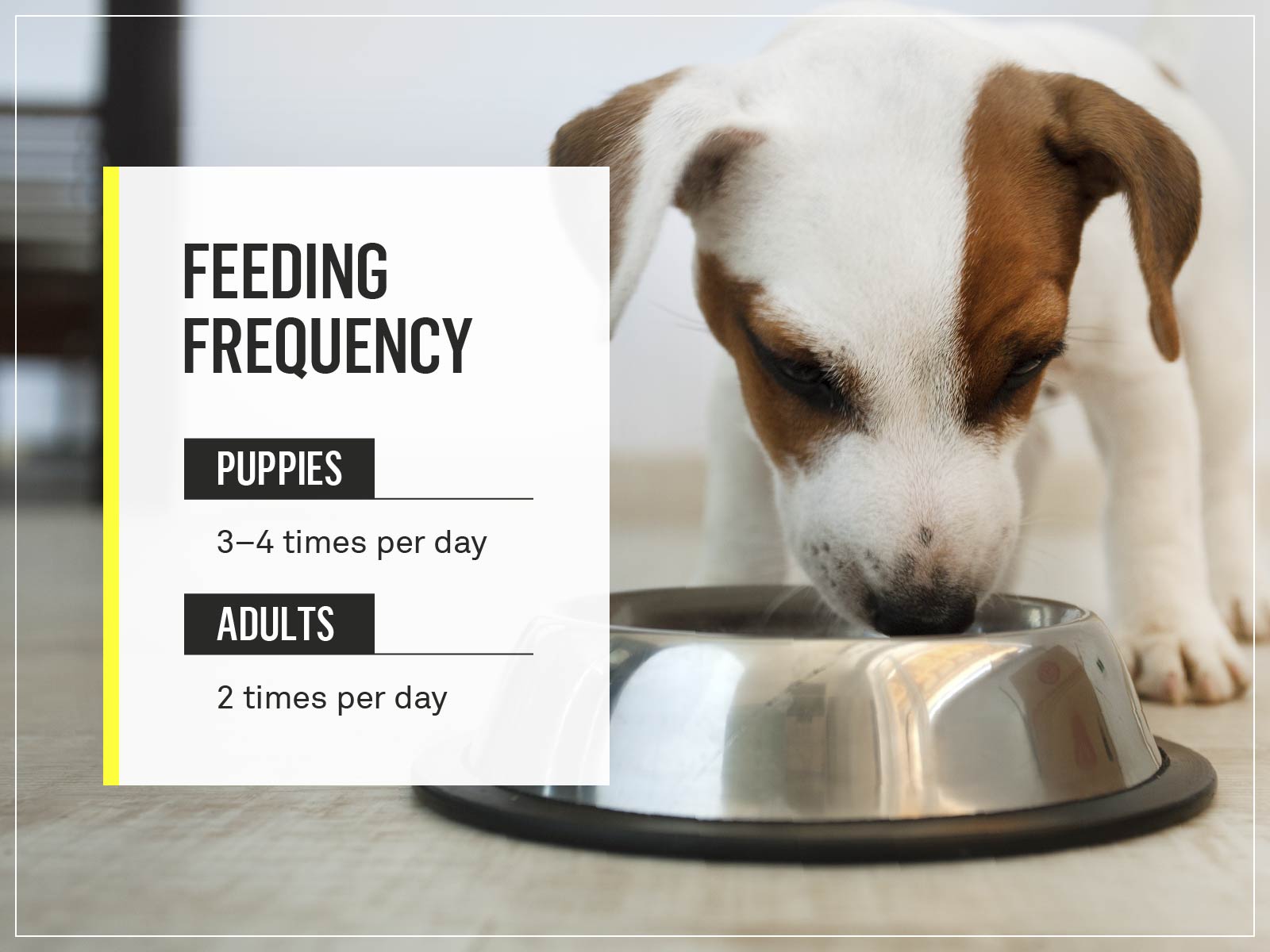 How Much Should I Feed My Dog? Your Dog'S Complete Nutrition Guide | Gallant