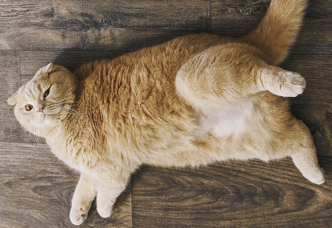 18 Easy Ways to Help Your Cat Lose Weight | Gallant
