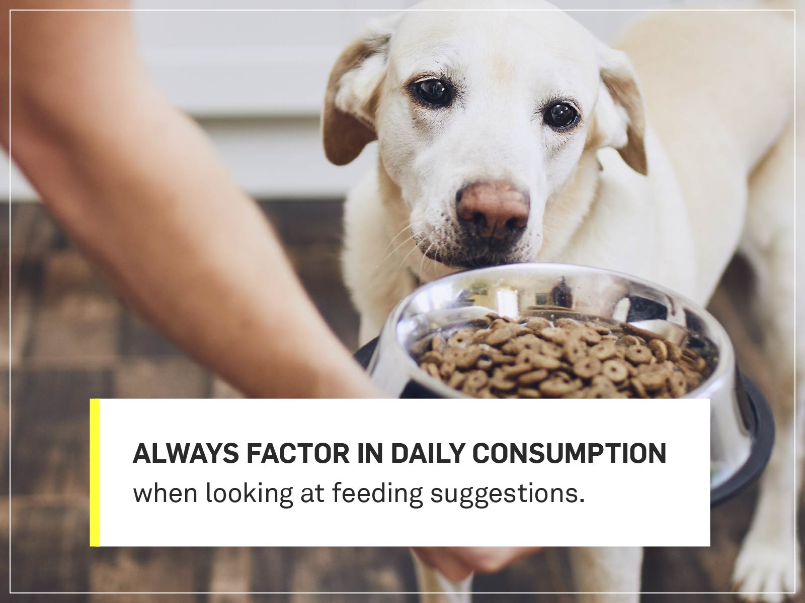How Much Should I Feed My Dog Your Dog S Complete Nutrition Guide Gallant
