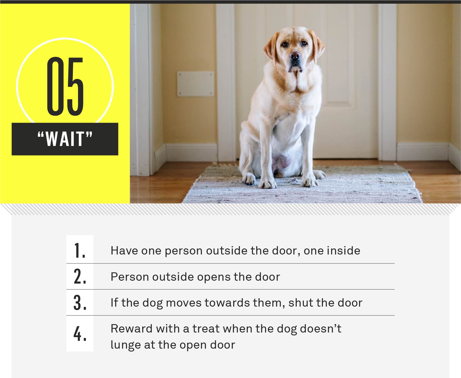 What are the 7 Commands to Train a Dog? : Unleash Your Dog's Obedience with These Powerful Commands!