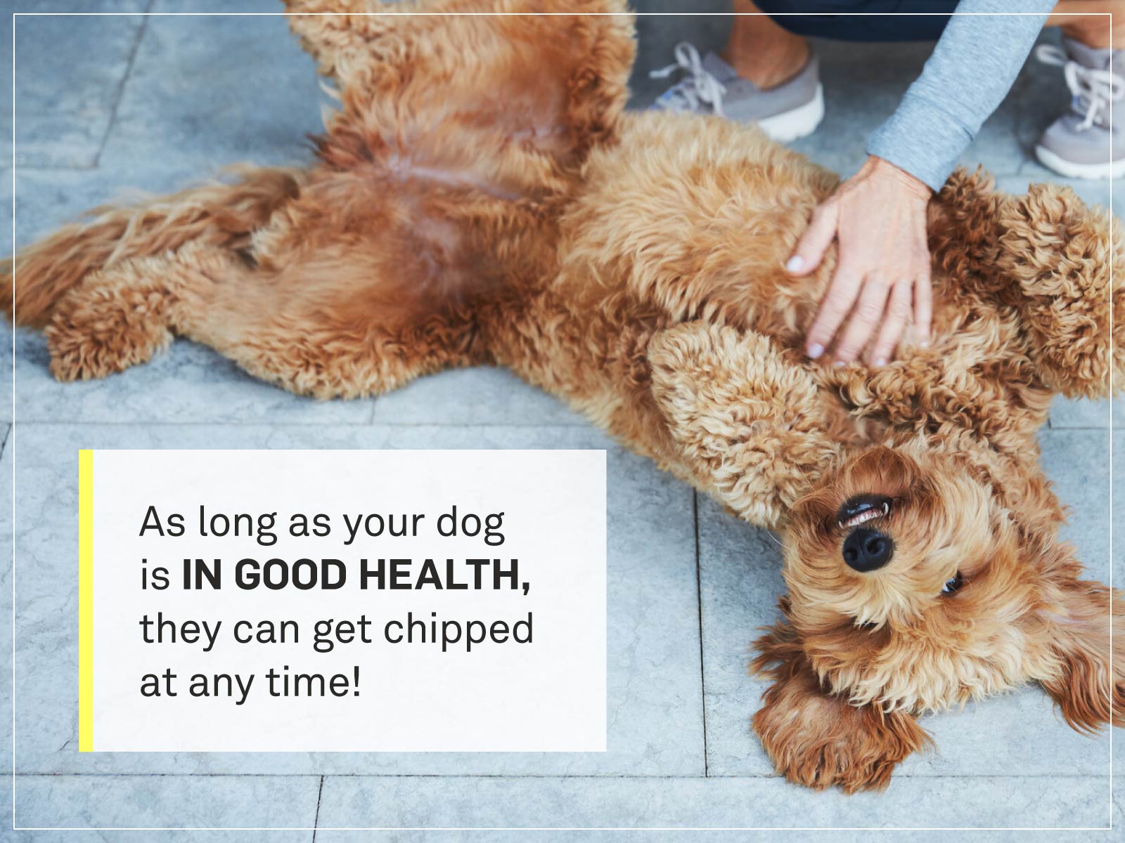 how much does it cost to get your dog microchipped