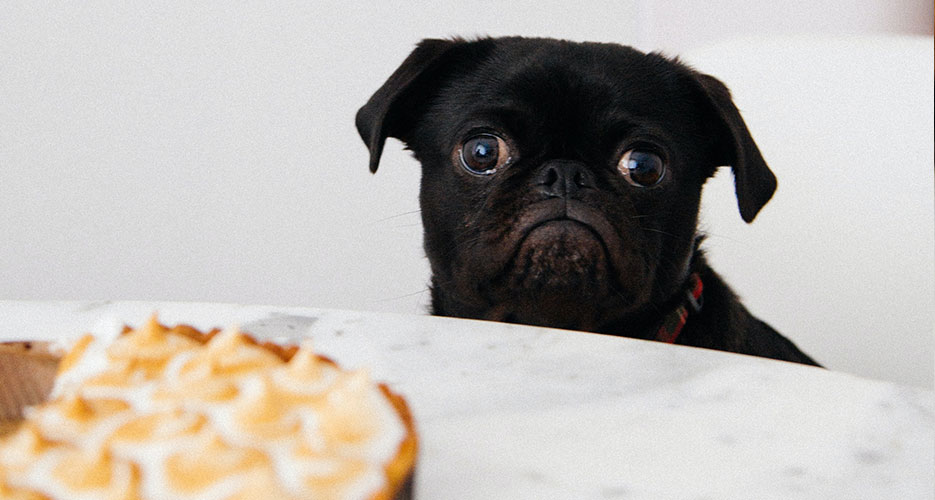 First 2 Hours My Pet Ate An Edible Gallant