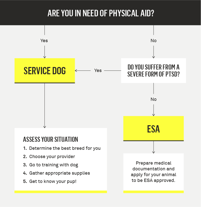 hizmet köpeğine ihtiyacın var mı