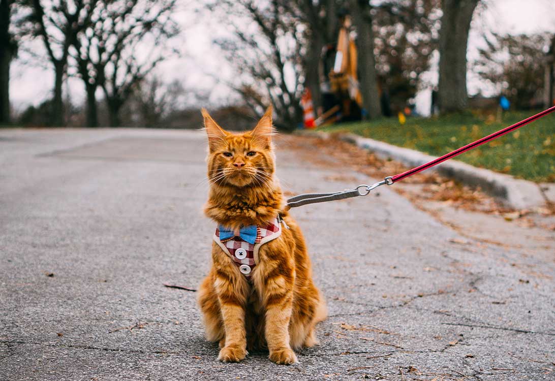 how to put on a cat harness and lead