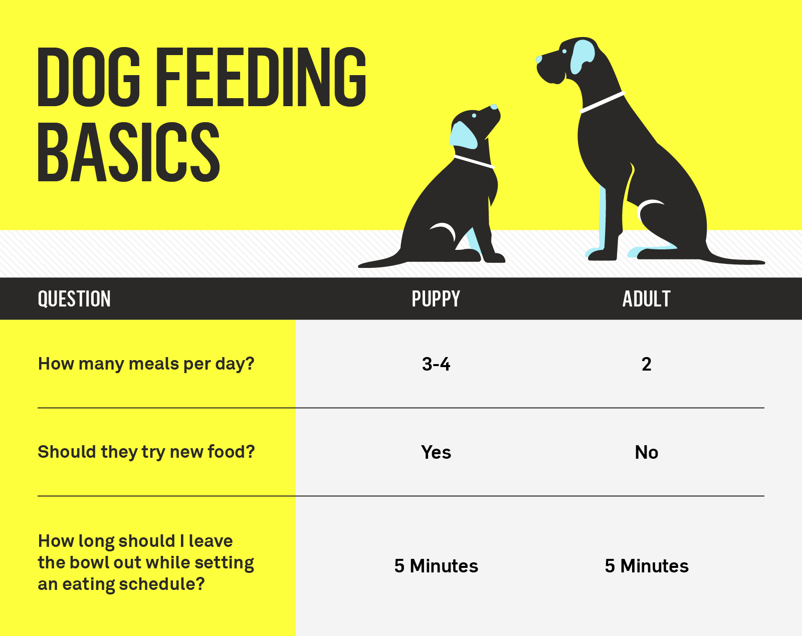 what are the best times to feed a puppy