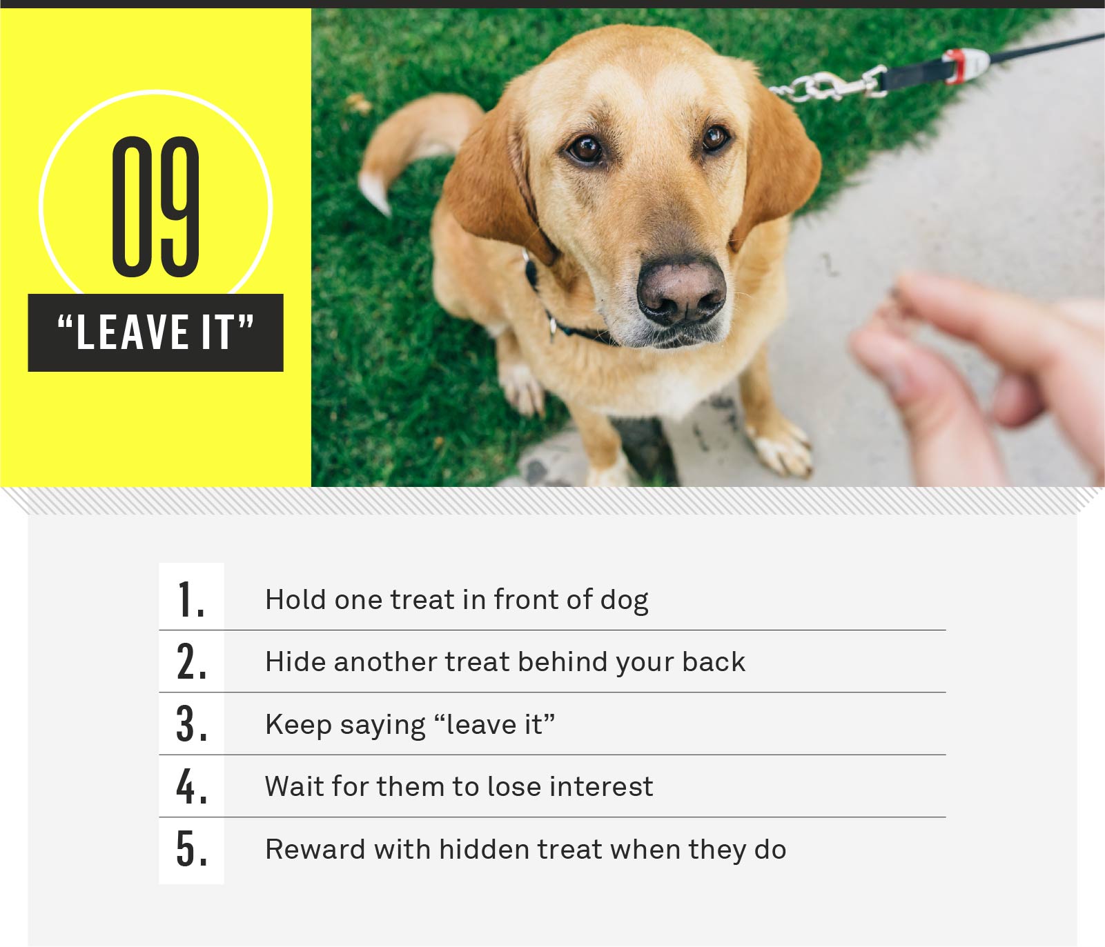 how do you teach a dog basic commands