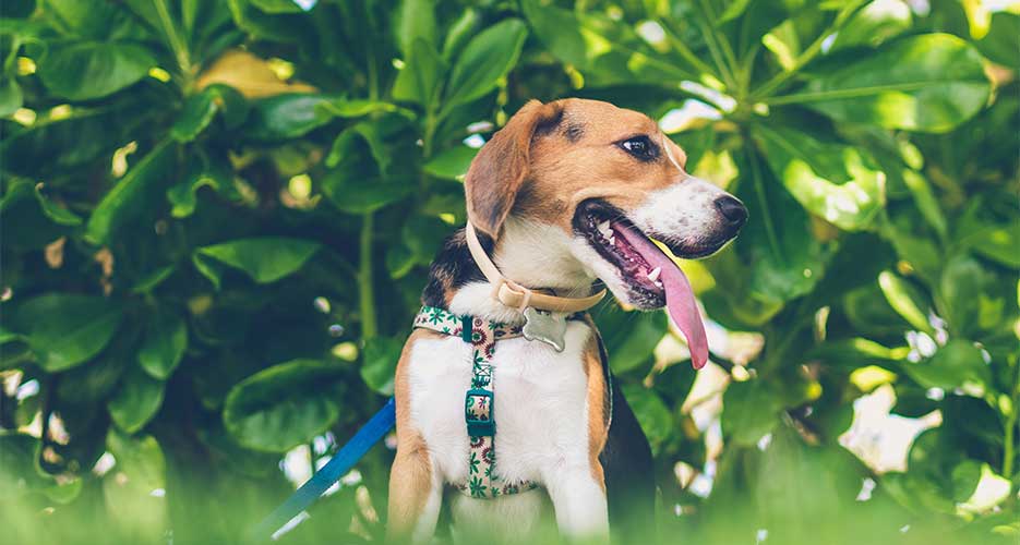 harness for dogs that pull backwards