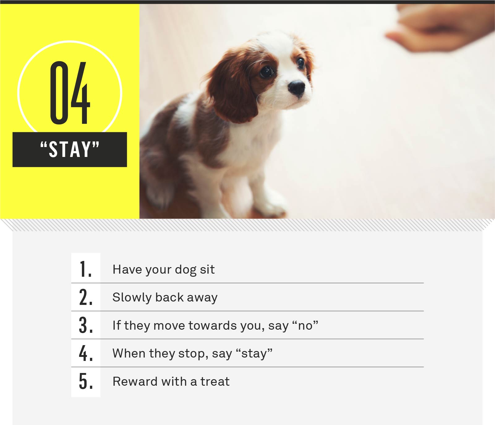 what are the basic commands for dogs