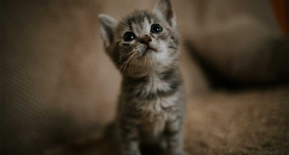 cat sick after bath