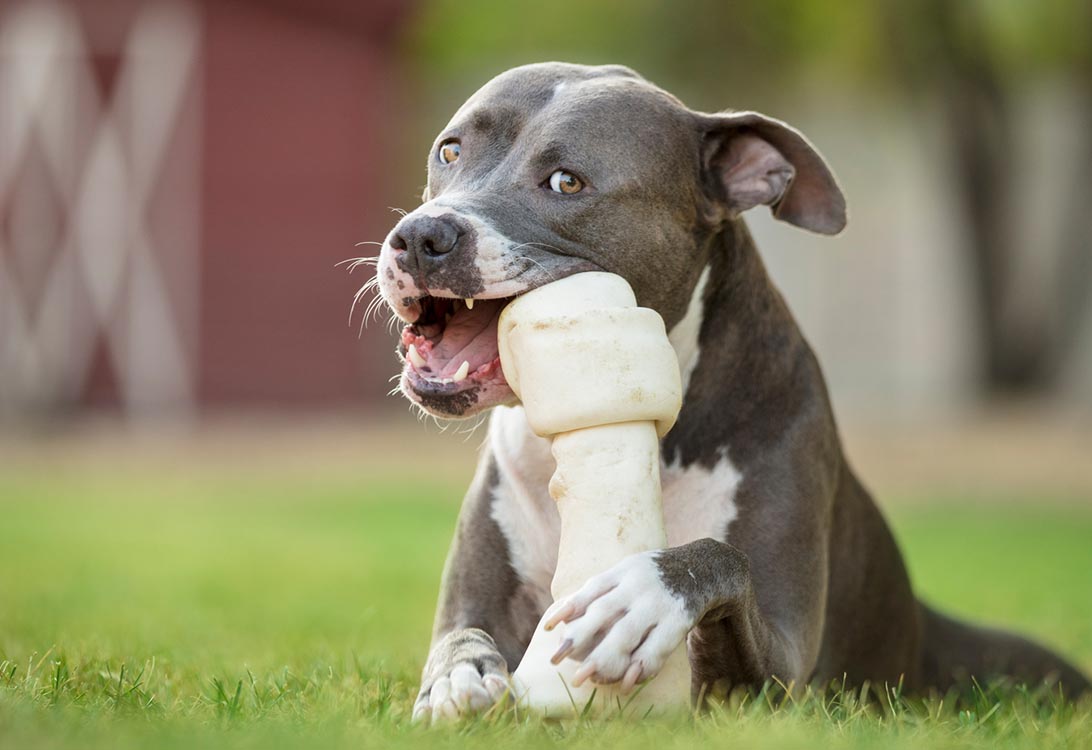 are cow bones safe for dogs