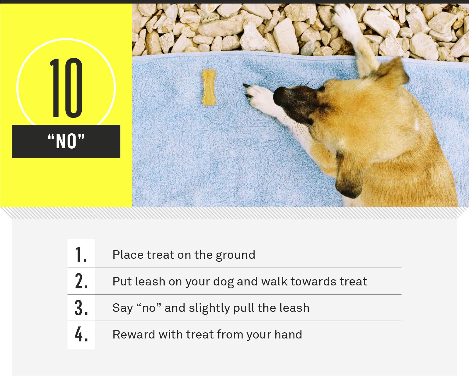 21 Essential Dog Commands To Teach Your Dog | Gallant