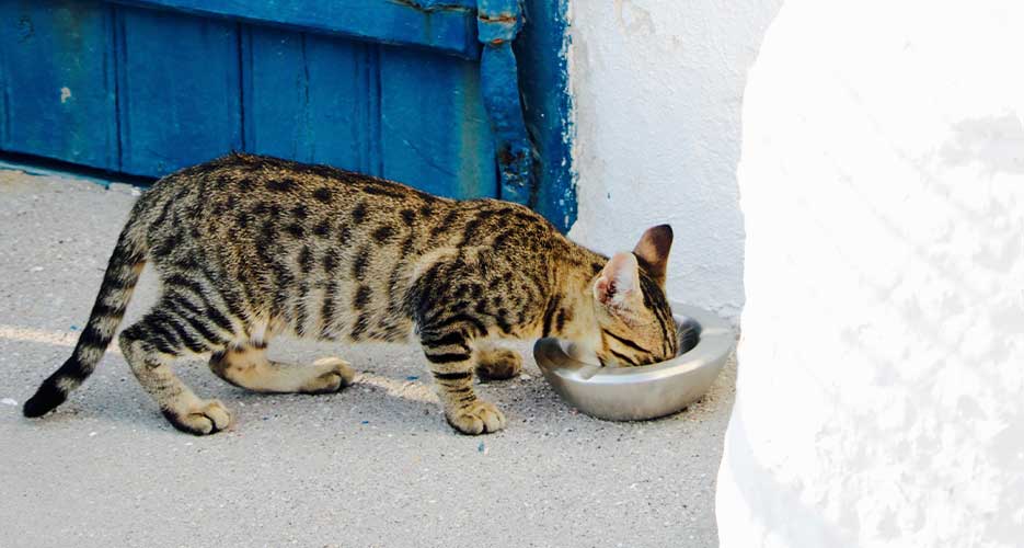 t cat food