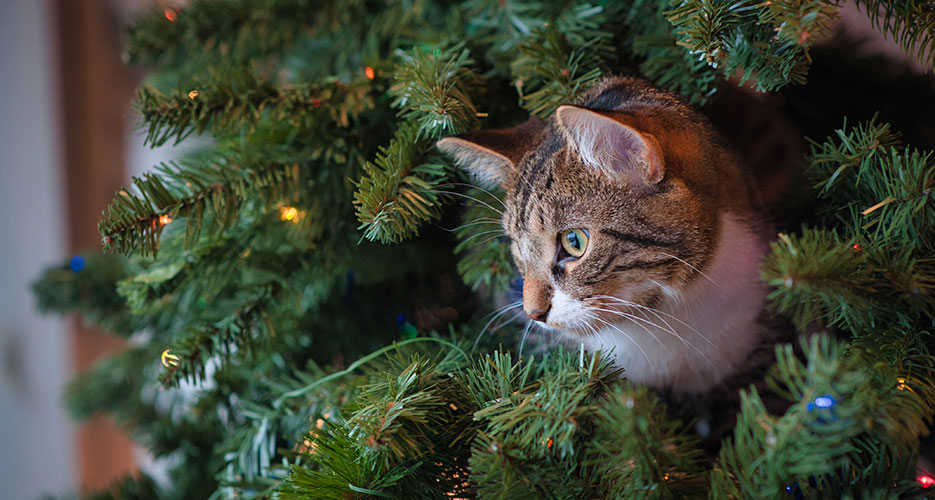 cat chewing on christmas tree