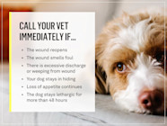 Dog Fixed Recovery