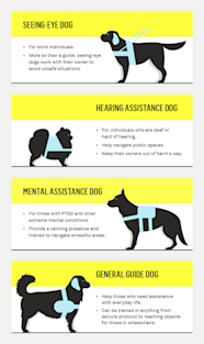How To Train A Service Dog For Anxiety Attacks