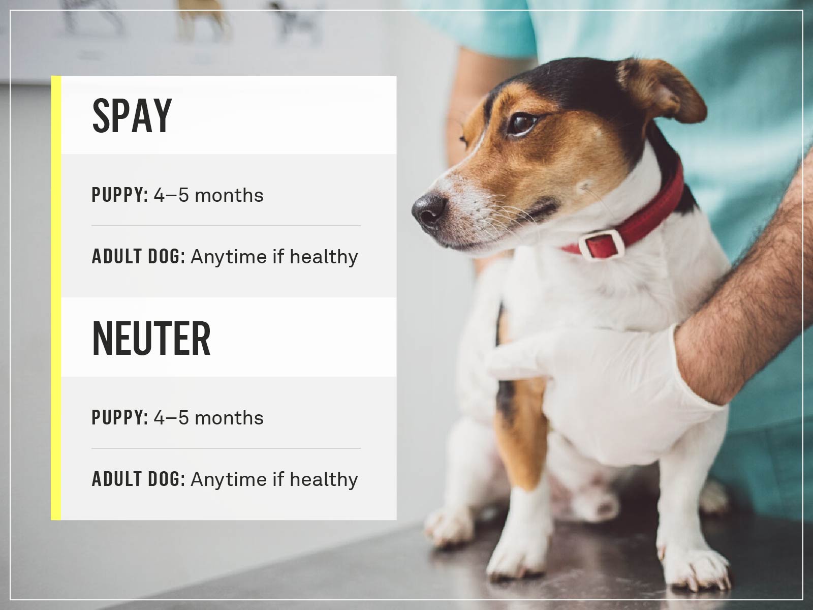 When to Spay A Dog