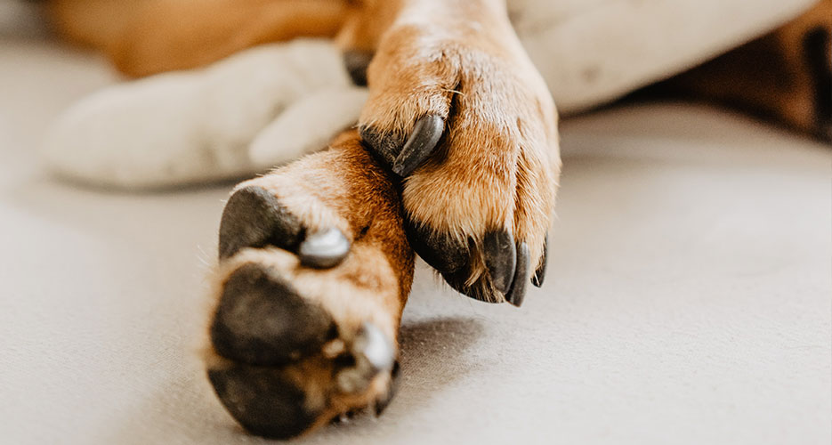 dog with torn pad