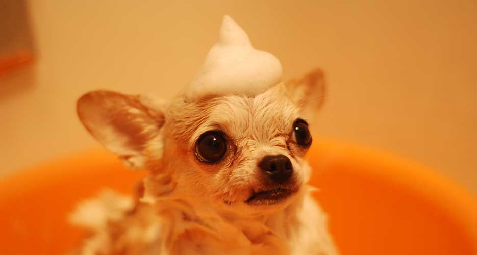 home remedies for dog dandruff