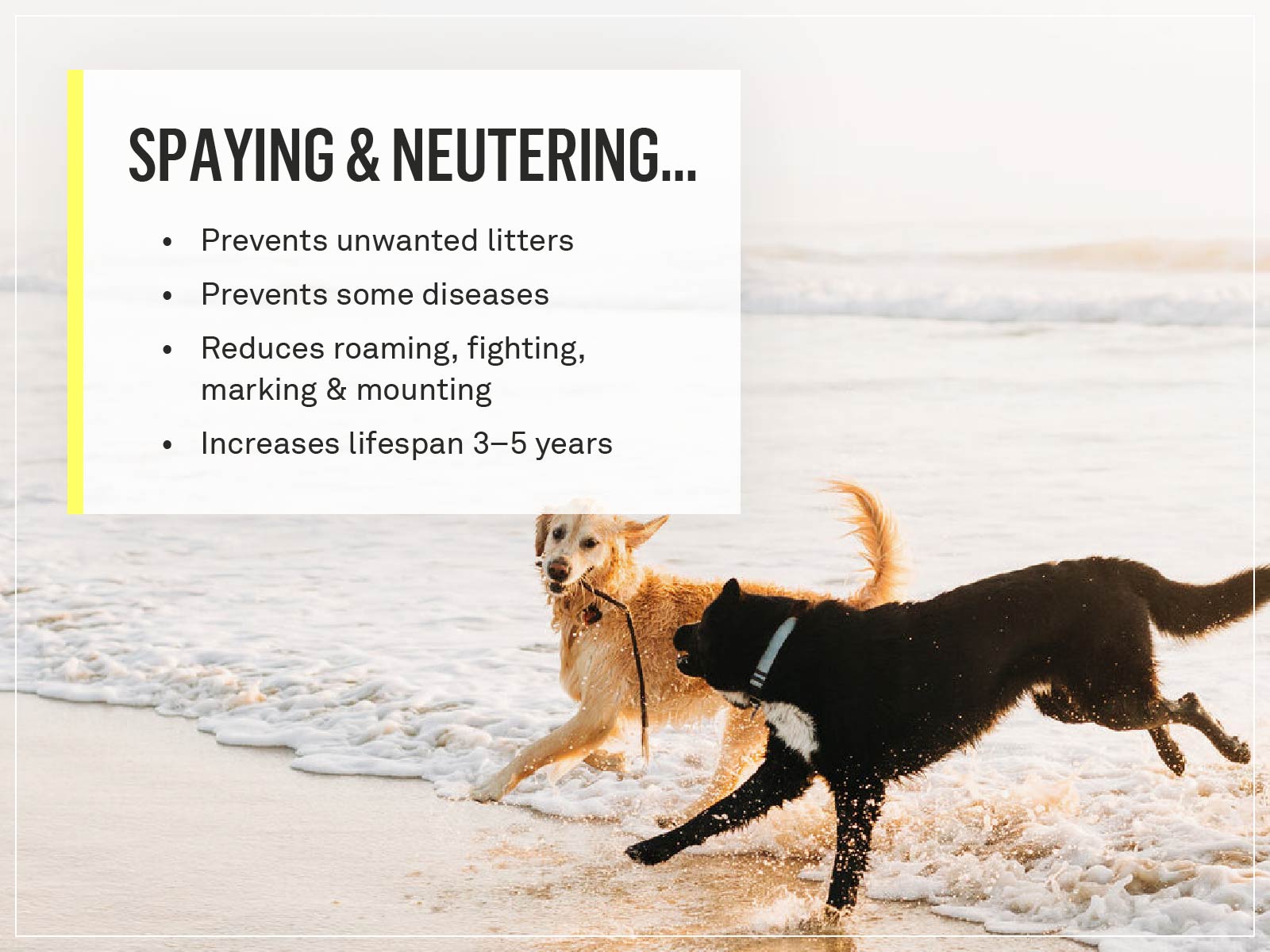 what's involved in spaying a dog