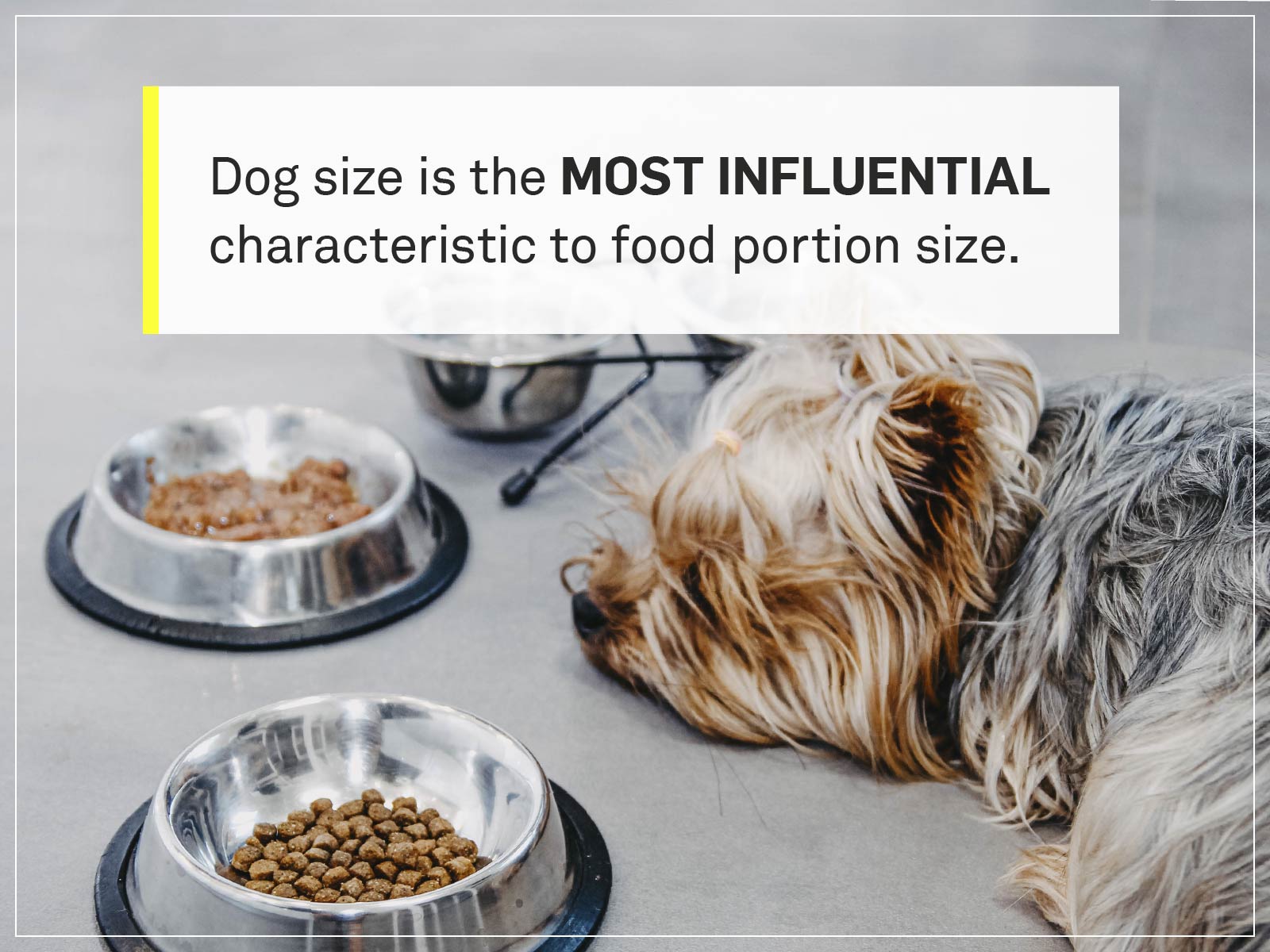 How Much Should I Feed My Dog? Your Dog'S Complete Nutrition Guide | Gallant